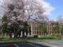 東北大学片平キャンパスの桜（１）