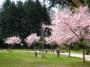 錦町公園の桜