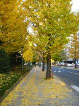 紅葉／県庁前