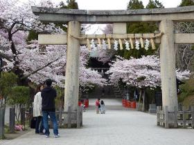 東照宮の桜