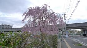 通勤途中の桜/富沢駅前周辺