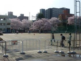 東六番丁小学校の桜