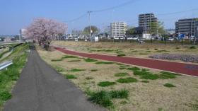 笊川の桜 2015