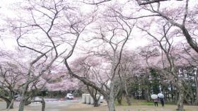 三神峯公園のさくら