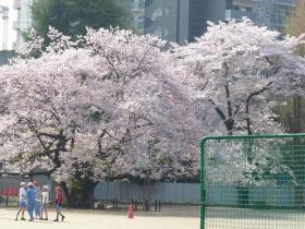 東六番丁小学校の桜