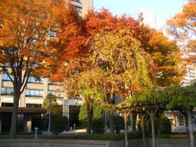 紅葉／県庁前