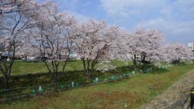 笊川の桜 2012