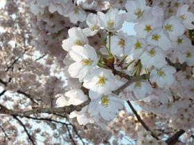 東照宮の桜