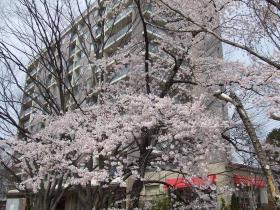 青葉体育館前の桜