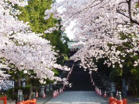 東照宮の桜