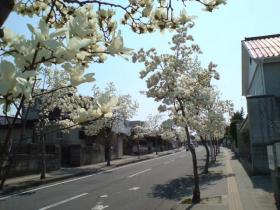 木蓮通り