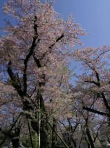 桜宴