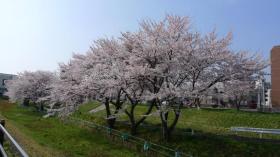 笊川の桜 2012