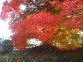 紅葉／若林区役所前