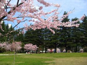 錦町公園の桜