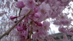 通勤途中の桜/富沢駅前周辺