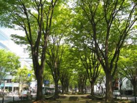 新緑の定禅寺