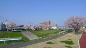 笊川の桜 2015