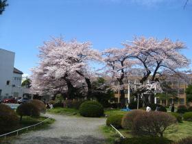 東北大学(片平)の桜