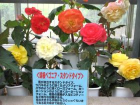 球根ベゴニア