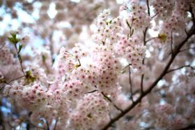 天沼の土手の下にある桜