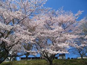 県消防学校の桜