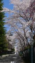 東北大片平キャンパスの桜