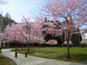 錦町公園の桜