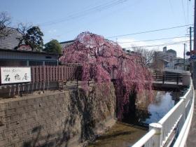 石橋屋の桜 2013 / 河原町