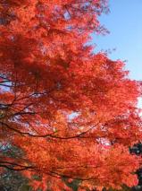 西公園の秋