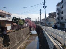 石橋屋の桜 2013 / 河原町