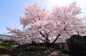 桜銀杏