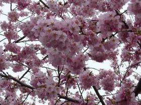 堤町の桜
