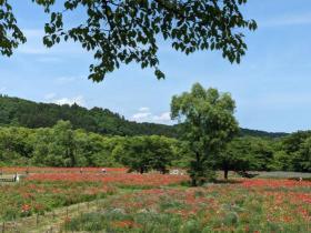 みちのく公園　初夏の花フェスタ2024