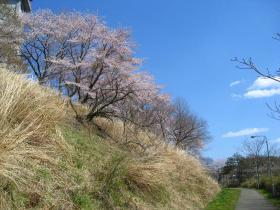 県消防学校の桜