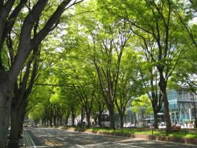 新緑の定禅寺