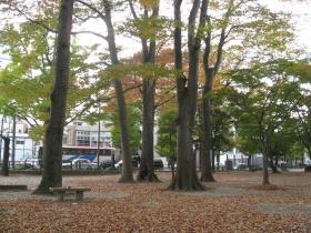 紅葉／勝山公園