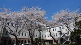 東北大片平キャンパスの桜