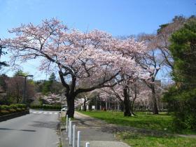 隅櫓と桜