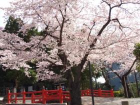 東照宮の桜、２