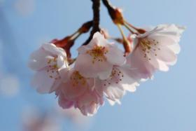 桜ヶ丘ロータリーの桜