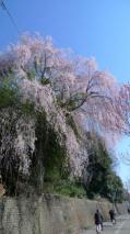 頭上に咲く桜／２８６号線