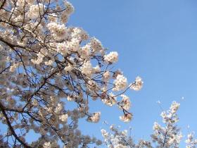 東照宮の桜