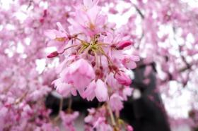 石橋屋の桜