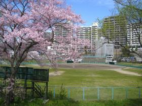 評定河原の桜