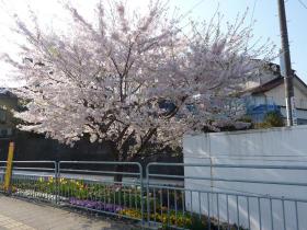 旭ヶ丘の桜