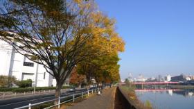 秋の広瀬川