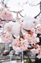 雪桜花