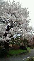東北大片平キャンパスの桜