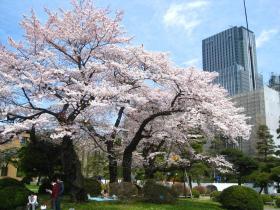 東北大学(片平)の桜